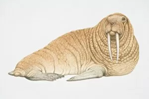 Brown walrus (Odobenus rosmarus) with two large tusks, looking ahead
