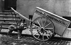 Bruges Dog Cart