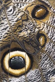 Captivity Collection: brush-footed butterfly, butterfly, captivity, detail, natural environment, niedersachsen
