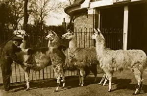 Brushing Llamas