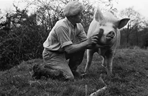 Farm Animal Prints: Brushing A Pig