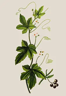 Bryonia alba (white bryony, wild hop)