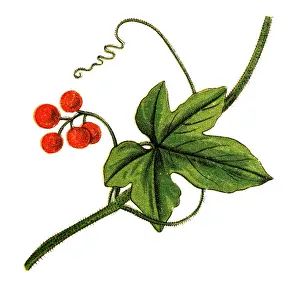 Bryonia dioica, known by the common names red bryony and white bryony, also English