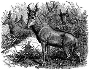 The Illustrated London News (ILN) Collection: Bubale Antelope in the Zoological Societys Gardens, Illustrated London News