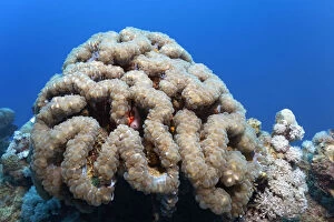 Images Dated 19th March 2013: Bubble Coral -Plerogyra sinuosa-, Makadi Bay, Red Sea, Hurghada, Egypt
