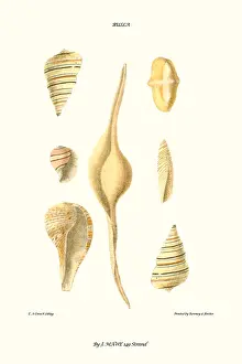 Mollusc Prints: bubble shells