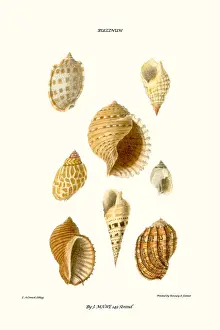 Mollusc Prints: buccinum shells