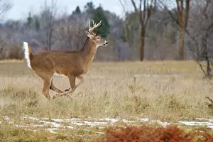 Images Dated 1st December 2012: Buck on the run