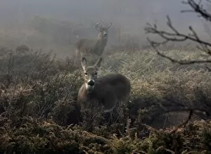 Images Dated 6th November 2008: Bucks and doe