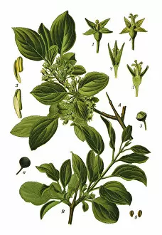 Medicinal and Herbal Plant Illustrations Collection: buckthorn, common buckthorn, purging buckthorn