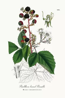 Images Dated 30th May 2018: Buckthorn-leaved Bramble, Rubus rhamnifolius, Victorian Botanical Illustration, 1863