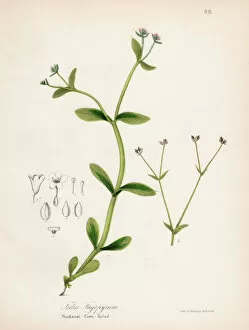 Images Dated 28th April 2017: Buckweat Corn-Salad botanical engraving 1843