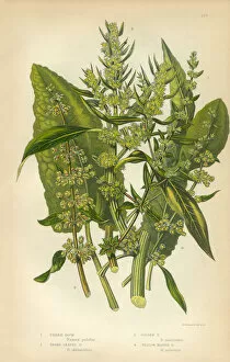 Images Dated 18th February 2016: Buckwheat, Dock, Rumex, Meadow Dock, Victorian Botanical Illustration