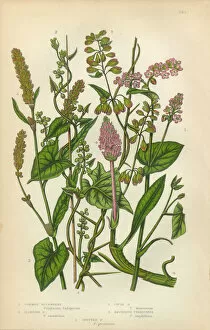 Images Dated 17th February 2016: Buckwheat, Persecaria, Smartweed, Knot Grass, Sorrel, Rhubarb, Victorian Botanical Illustration