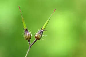 Images Dated 15th June 2012: Bud of a Herb Robert, Red Robin, Death come quickly, Storksbill or Robert Geranium -Geranium