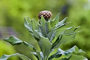 Images Dated 17th June 2011: Bud of Rhaponticum scariosum subsp. rhaponticum