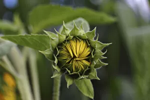 Bud of a sunflower -Helianthus annuus-, emerging