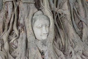 Images Dated 24th June 2015: Buddha head