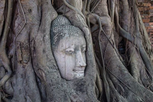 Images Dated 23rd November 2014: Buddha head in Ayutthaya