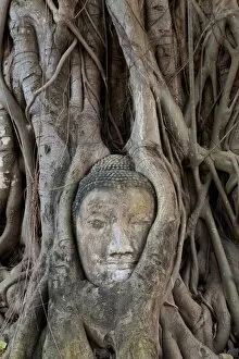 Images Dated 14th December 2009: Buddha Head in Tree, Ayutthaya, Thailand