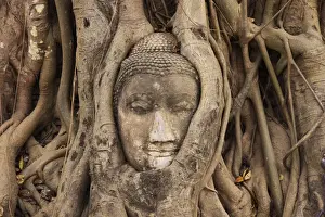 Buddha Head in Tree Roots at the Entrace of Ayutthaya Wat Mahathat