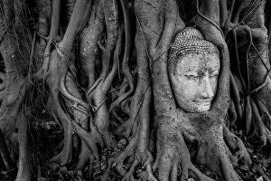 Images Dated 20th November 2011: Buddha Head in Tree Roots, Wat Mahathat