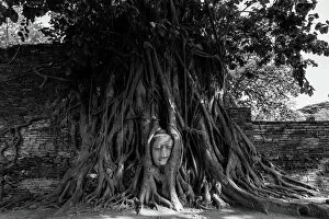 Images Dated 2nd June 2015: Buddha head in tree roots, Wat Mahathat, Ayutthaya