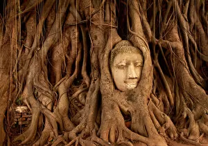 Images Dated 18th August 2014: The Buddha Tree