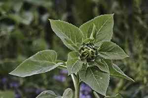 Daisy Family Gallery: Budding sunflower -Helianthus annuus-