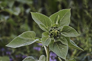 Spermatophyte Gallery: Budding sunflower -Helianthus annuus-