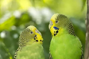 Images Dated 26th July 2014: Two budgerigars -Melopsittacus undulatus-, captive, Germany