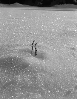 Strategy Prints: Buds emerging from snow