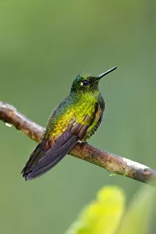 Images Dated 18th September 2017: Buff-tailed Coronet (Boissonneaua flavescens)