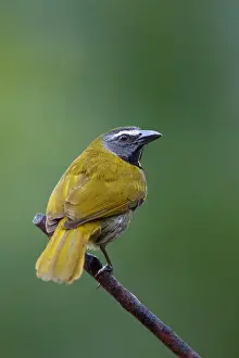 Buff-throated Saltator (Saltator maximus) Costa Rica