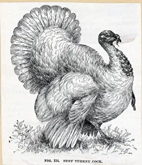 Cock Prints: Buff Turkey Cock