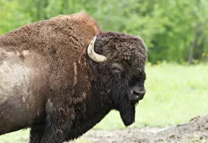 Images Dated 3rd June 2012: Buffalo