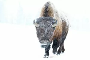 Images Dated 1st February 2014: Buffalo