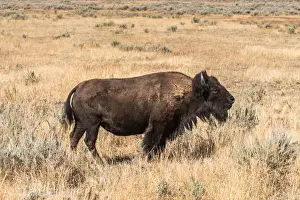 Traffic Prints: Buffalo - American Bison Yellowstone - Grand Teton National Park