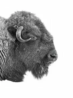 Images Dated 1st February 2014: Buffalo in black and white