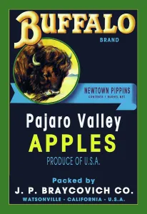 Orchard Prints: Buffalo Brand Apples