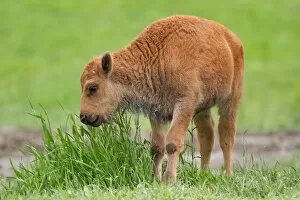 Images Dated 3rd June 2012: Buffalo calf