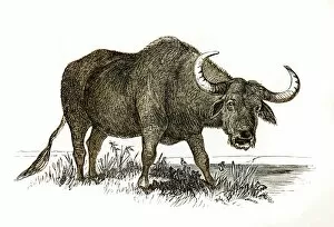 Images Dated 25th April 2017: Buffalo engraving 1851