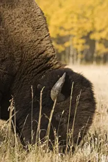 Buffalo grazing
