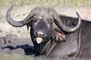 Bizarre Collection: Buffalo (Syncerus caffer) Sticking Tongue Out