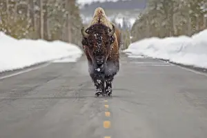 Buffalo walking down the middle of the road in yellowstone national park