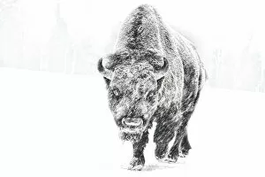Images Dated 1st February 2014: Buffalo in winter