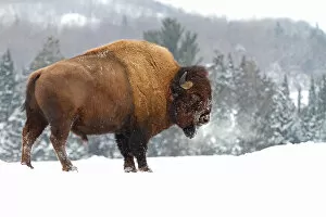 Images Dated 15th February 2014: Buffalo in Winter