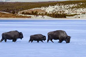 Buffalos (Bison bison) in snow, Yellowstone National Park, Wyoming, USA