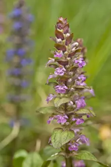 Variety Prints: Bugleherb or Bugleweed (Ajuga reptans), pink flowering