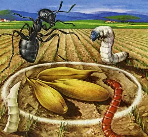Four Animals Collection: Bugs in a Farm Field